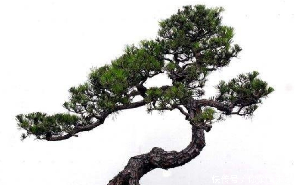 小叶榔榆|野外4种树,苍劲嶙峋,树姿优美,常被用来制作盆景