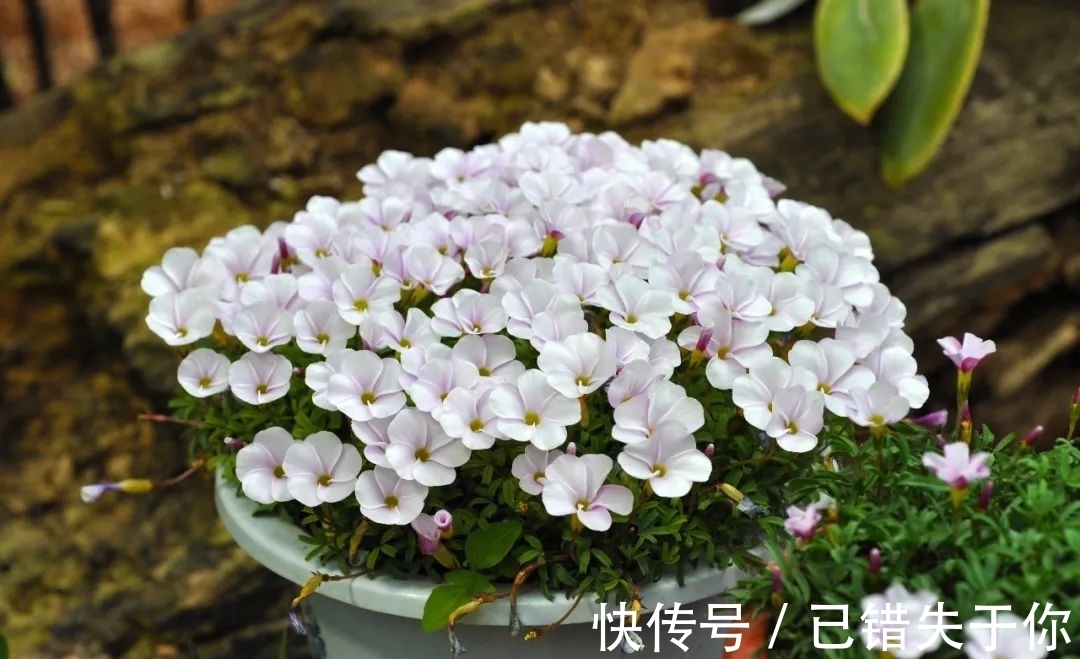 桃之辉|温度越低，颜色越深，可与桃花相较的光叶酢浆草你见过吗？