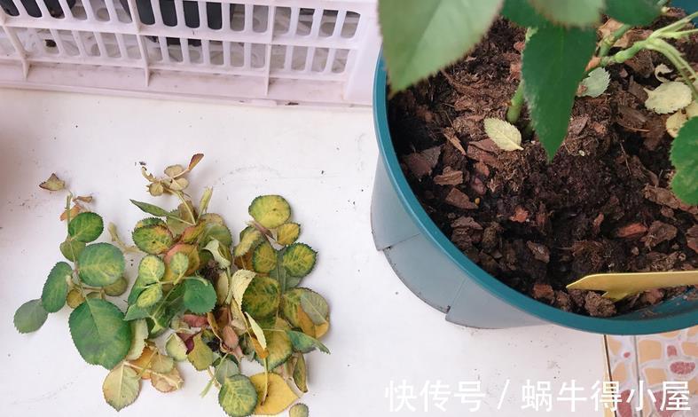 药剂|养月季，不用怕蚧壳虫、红蜘蛛、蚜虫，这么一处理问题全解决了