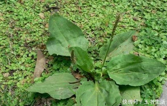 保肝护肝|车前草的药用价值太大了,除了保肝护肝,你不知道好处太多了