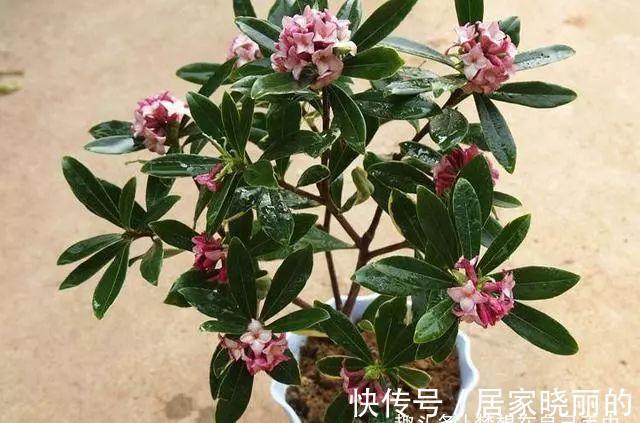 茉莉花|这“3种”植物，花香四溢，抑制异味，家里养1盆，空气更清新！