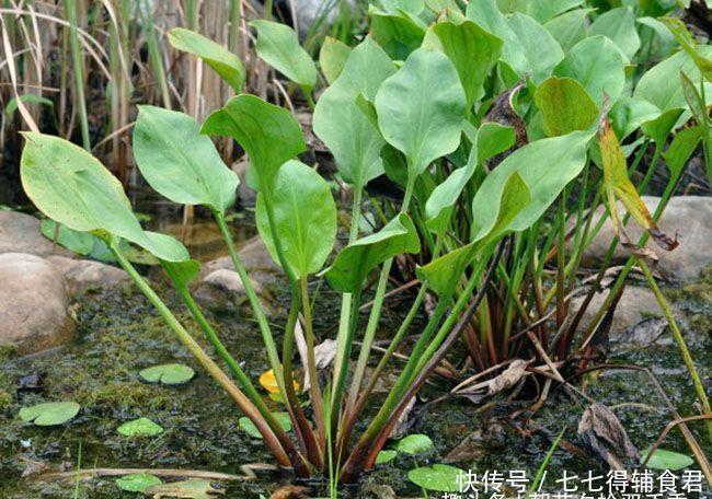 这种植物看起来似美人蕉，喜生于水中，全株有毒但又可入药