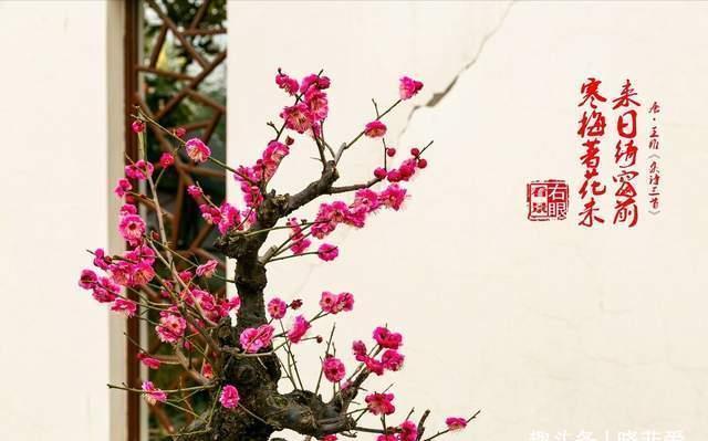 越养越金贵的“4种花”,能活上百年,老了就是“传家宝”