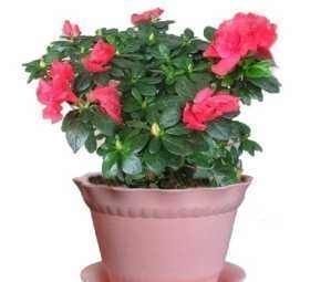 养花用果皮,直接扔盆里,7天长新芽,不怕养不活