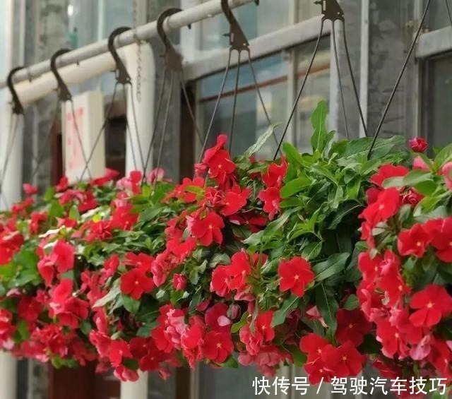 花期|这8种懒人花,花期长,好看又好养!这8种懒人花,花期长,好看又好养!