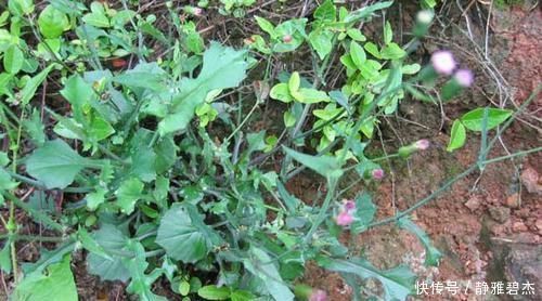 羊蹄草|农村常见的野草，外形像蒲公英，嫩用是菜，晒干是药，你或许见过