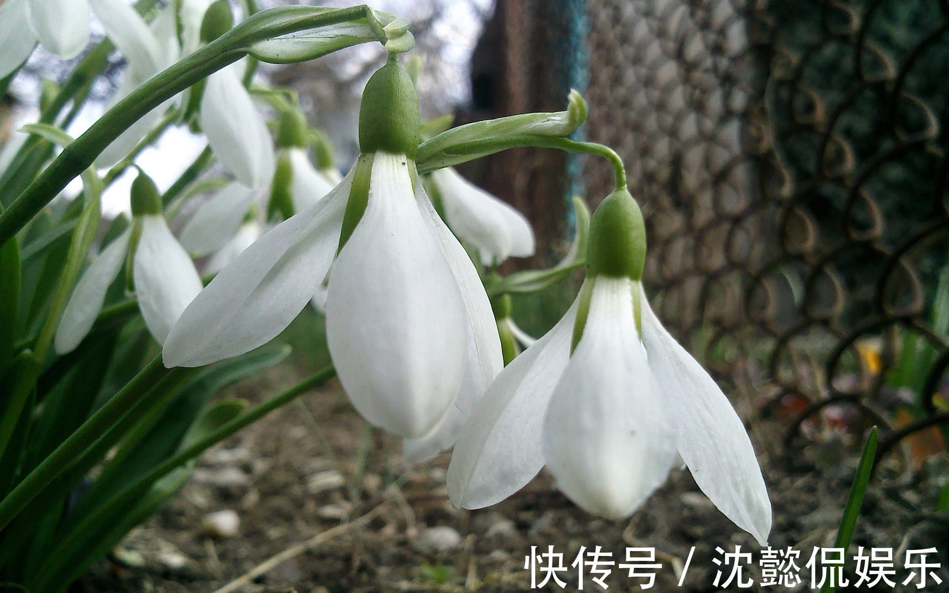 石蒜科|此花是因为一套珠宝而有了此名，它和梅花一样有着浑身傲骨