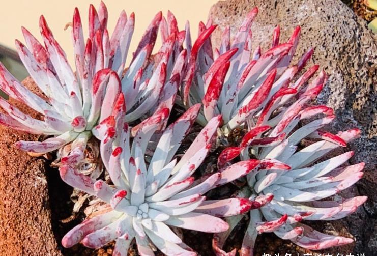 爱杜丽丝|多肉爱杜丽丝好不好度夏?如果你像我这样养的话,那度夏自然不难