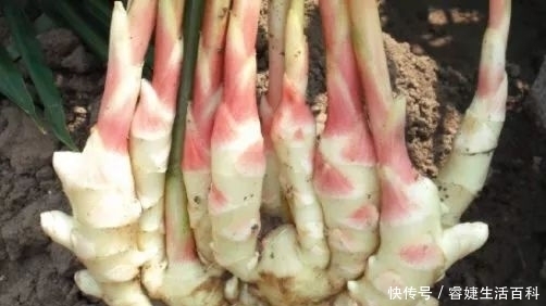 农村一种“土疙瘩”植物,不用担心滞销问题,如今价格还在上涨!