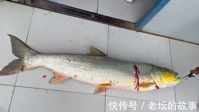 除害江苏小伙阳澄湖钓起水老虎，小伙不知它吃了大闸蟹