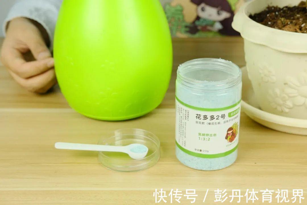 叶子|十月养这花,撸叶子、少浇水,10天冒出大花苞!