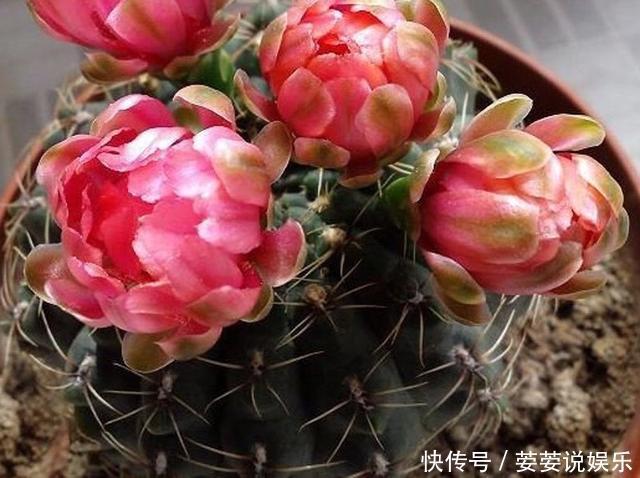 金琥|养仙人球，有“1点”别忽略，不烂根长得胖，长到脸盆大，还开花