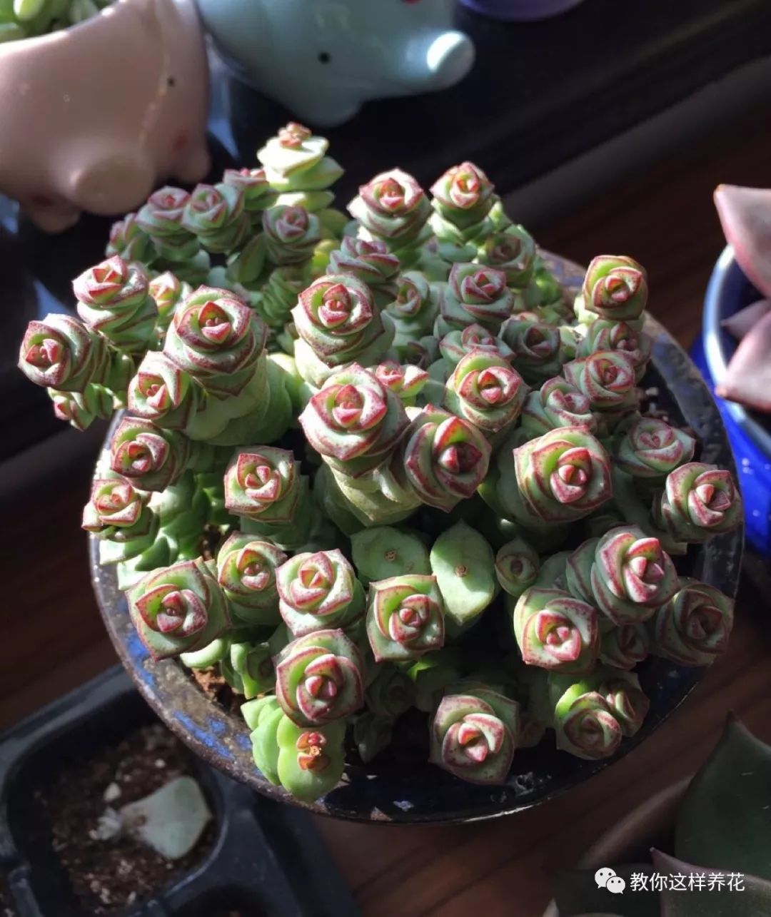 家家|4种名字“有钱”的花,越养越有钱,家家必备!