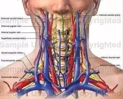 乳突肌|? 手把手教你颈内静脉穿刺术！（收藏版）