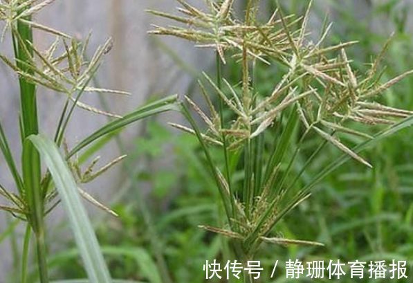 牲畜|农村人称“回头青”的野草,牲畜都不喜欢食用,其实根部价值珍贵