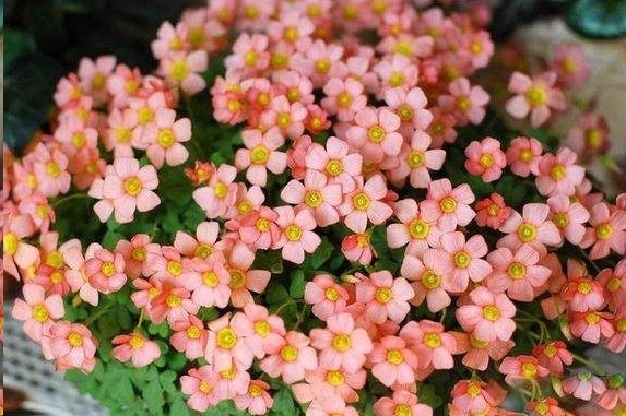 光照|7种一年四季开花的植物，阳台养一盆，天天有花看！