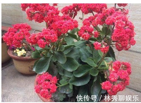 残叶|它是长寿花专属“营养液”，家家都有，5天1小滴，叶翠绿花猛开