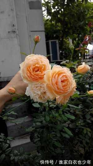 最值得养的盆栽花，漂亮不输牡丹，花香四溢，四季开花，还很好养