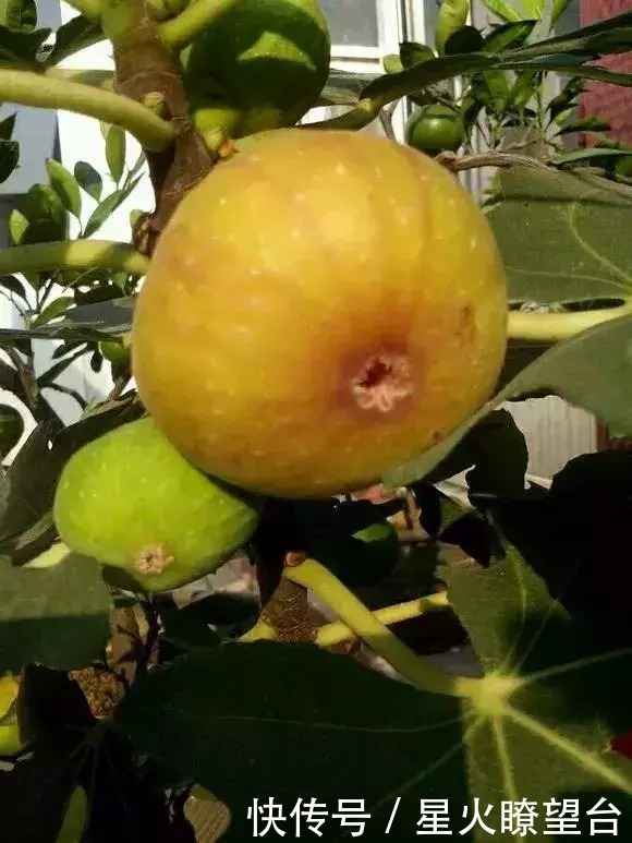 1根枝条插土里，10天生根，来年结果，一结一箩筐，吃不完！