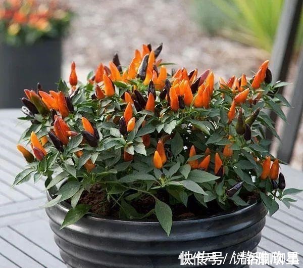 幼苗|一盆五彩椒有上百个果实,做好这几点可连续开花结果几年