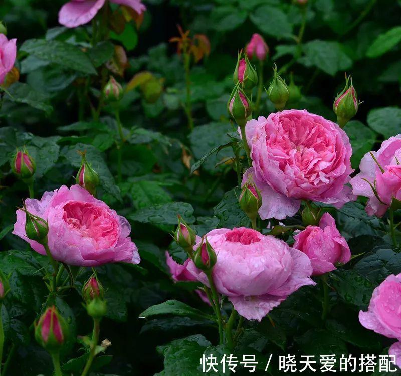 宣传图|为什么我辛辛苦苦种出来的月季,开花和宣传图不一样呢