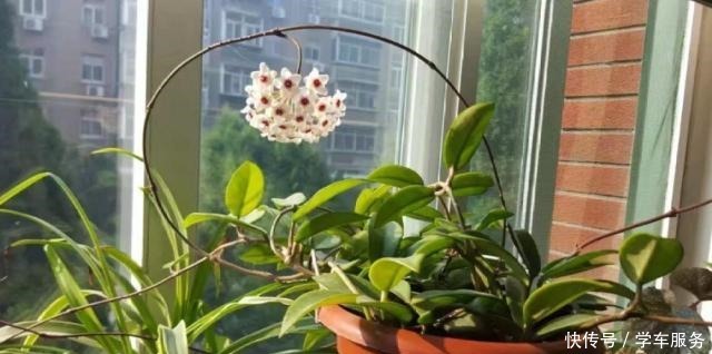 3种花,就得趁现在扦插,再晚就不生根了!3种花,就得趁现在扦插,再晚就不生根了!