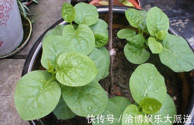 木耳菜|3种吃剩的“菜杆子”，丢土里，长成一片“绿萝”，3天采摘一大盆
