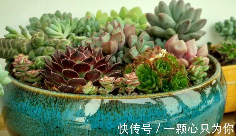 刚买的多肉植物怎么养才不会死,你需要做好这几件事