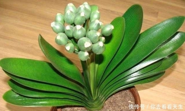 叶子|教你一招让君子兰蹭蹭长，一年长两三对叶子！