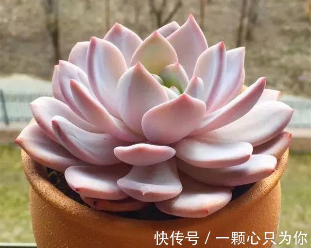 多肉中的贵货小仙女，颜值高，仙气足，你不要错过