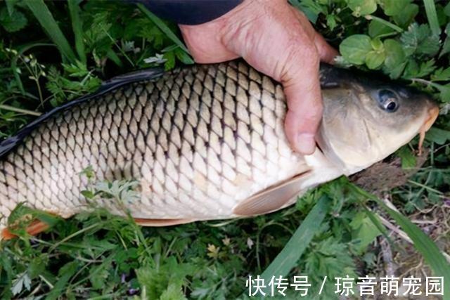 钓法|鲤鱼口滑不开口，试试这几招，只要有鲤鱼，不怕不开口