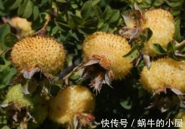 冬病夏治|女人没事坚持多吃4物,或助你补满胶原蛋白,皮肤好更年轻!