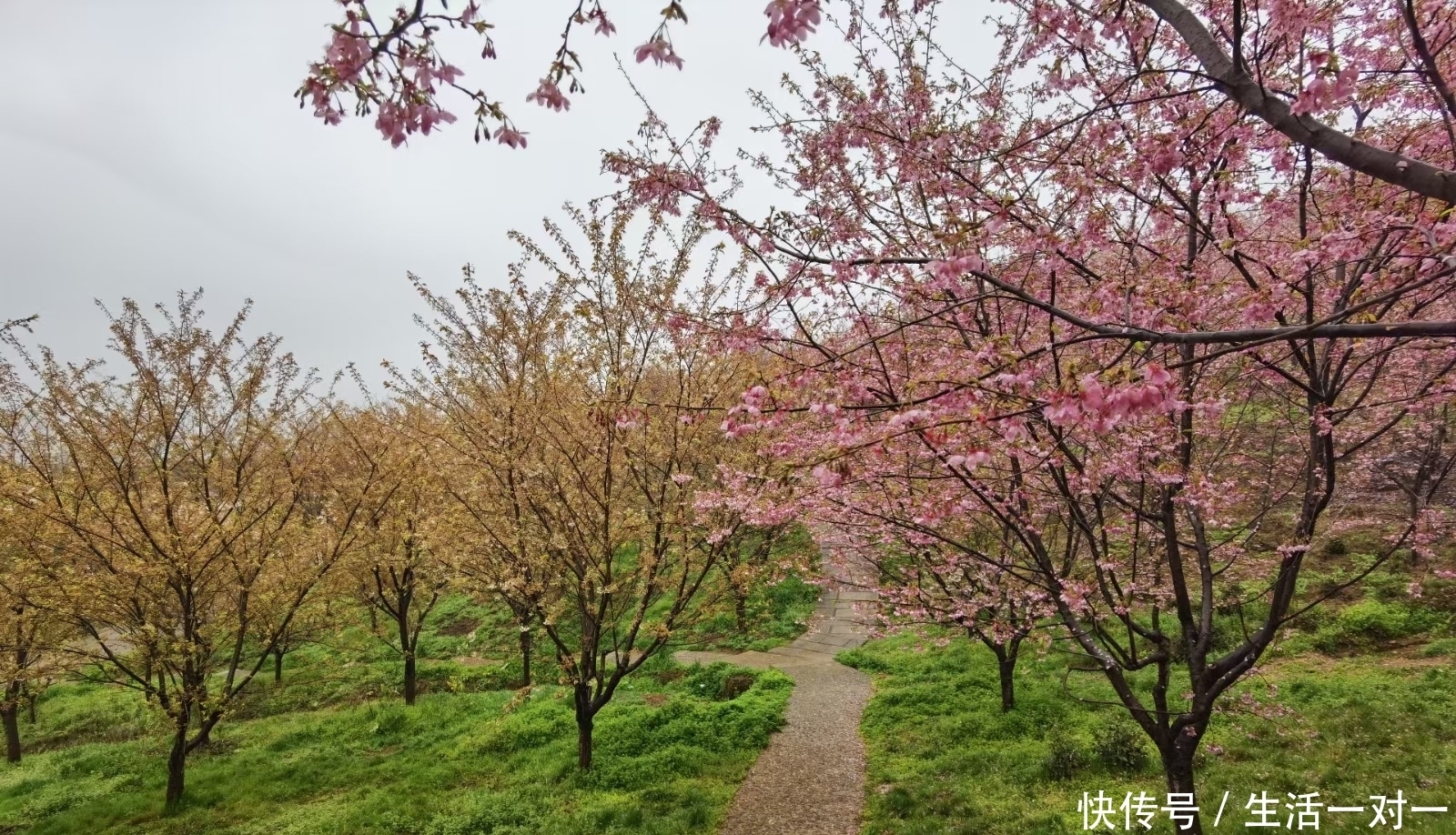 杭州最大的樱花园迎来最美的时节，漫天花海，美不胜收