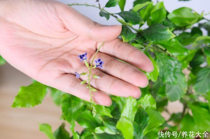  奶油味|花中“甜心”蕾丝金露，巧克力奶油味，一闻就上瘾