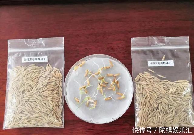 和嫦娥五号一起太空旅行的种子发芽了,这将提高水稻产量、口感