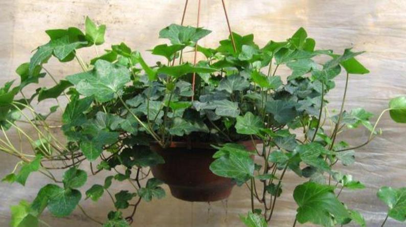 4种花很耐养，沾土就能活，不仅能净化空气，还能旺财镇宅好