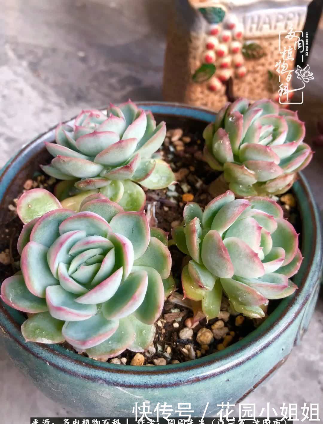 不羡鸳鸯不羡仙,只羡东北来春天!多肉冬去春来!