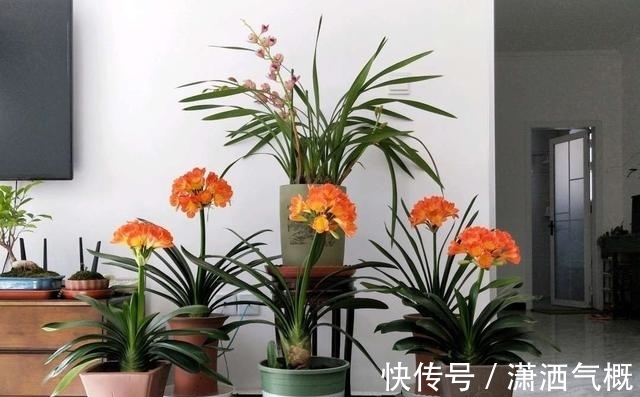 啤酒养花有“一个雷区不能踩”,养护时多注意,花花或许更感谢你