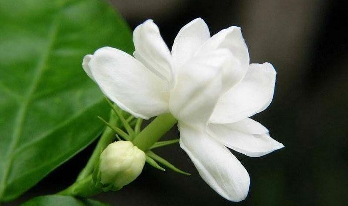 春天养花，不能在室内随意养有的对人体有害