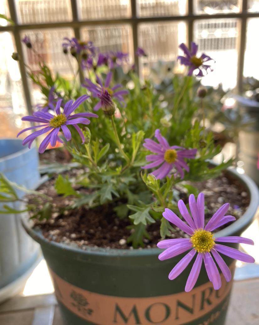 光秃秃|家里花像光杆司令太难看,学会剪和浇,半月新枝就窜满盆