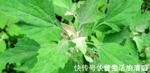 清热解毒|农村田间喂猪的野菜 能清热解毒 防贫血除口臭