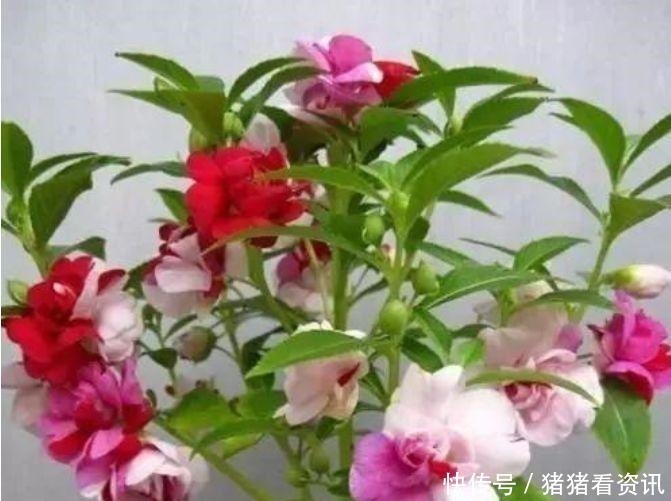 豪宅|4种漂亮花,好养易活能爆盆,养家里上档次,豪宅里面最适合!