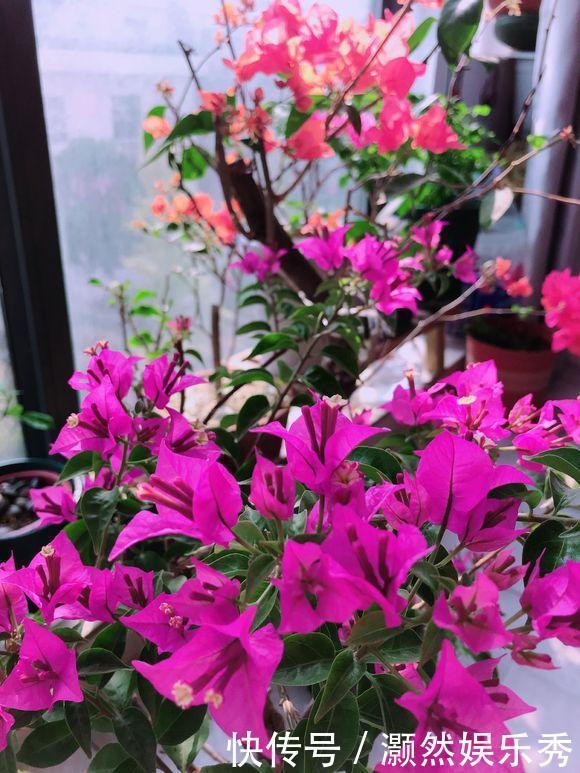 三角梅春天有“4喜”,做好了花叶一起窜,开满一树花