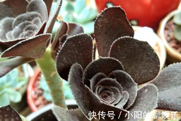 什么情况必须给多肉换盆换土