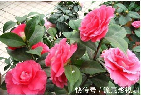 茶梅|喜欢菊花,不如养盆“精品玫瑰”安吉拉夫人,花香袭人姹紫嫣红!