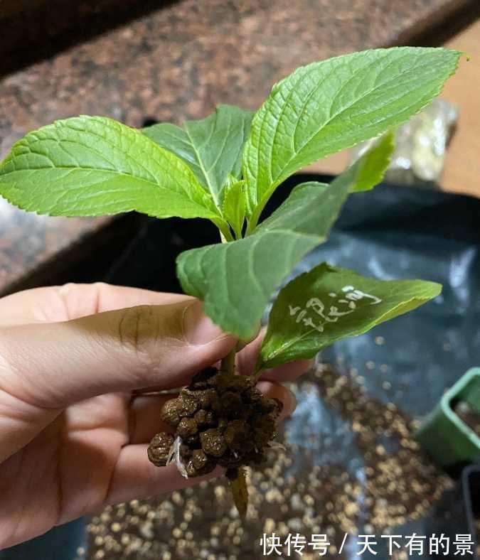 绣球花|秋天刚好可以扦插绣球花，记住两个技巧，存活很多棵，明年就有花