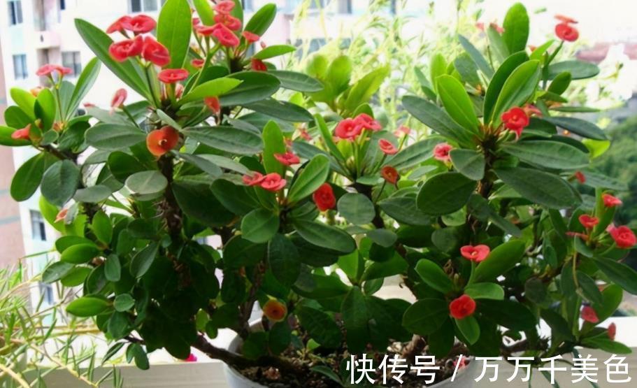 枝叶|这4方面养护到位,虎刺梅才不出问题,枝叶茂盛,到了花期就开花