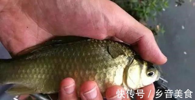 素饵|夏钓鲫鱼,如何能快速上鱼记住这3点就行!