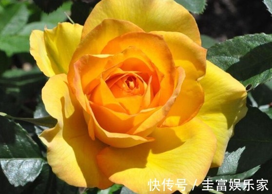 喜欢菊花,就养盆“高贵玫瑰”金凤凰,似凤凰翩翩起舞,高贵迷人
