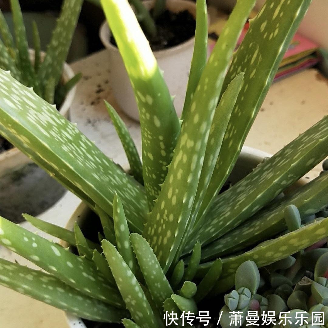 浇水|8种“漂亮花”,冬天要“虐着养”,越虐越健康,不然很难过冬